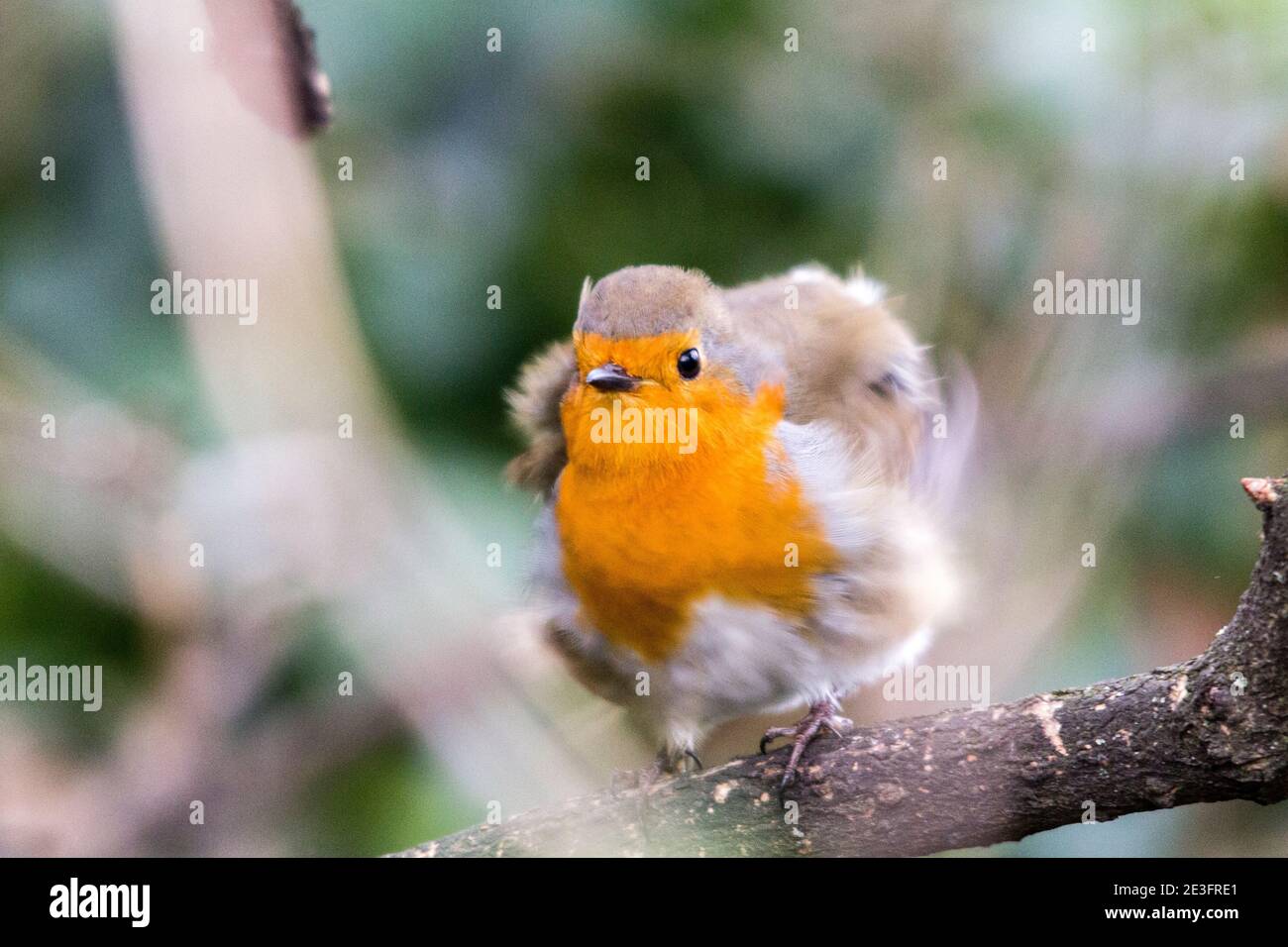 Rapina europea (Erithacus rufecula) Foto Stock Rapina europea (Erithacus rufecula) Foto Stock