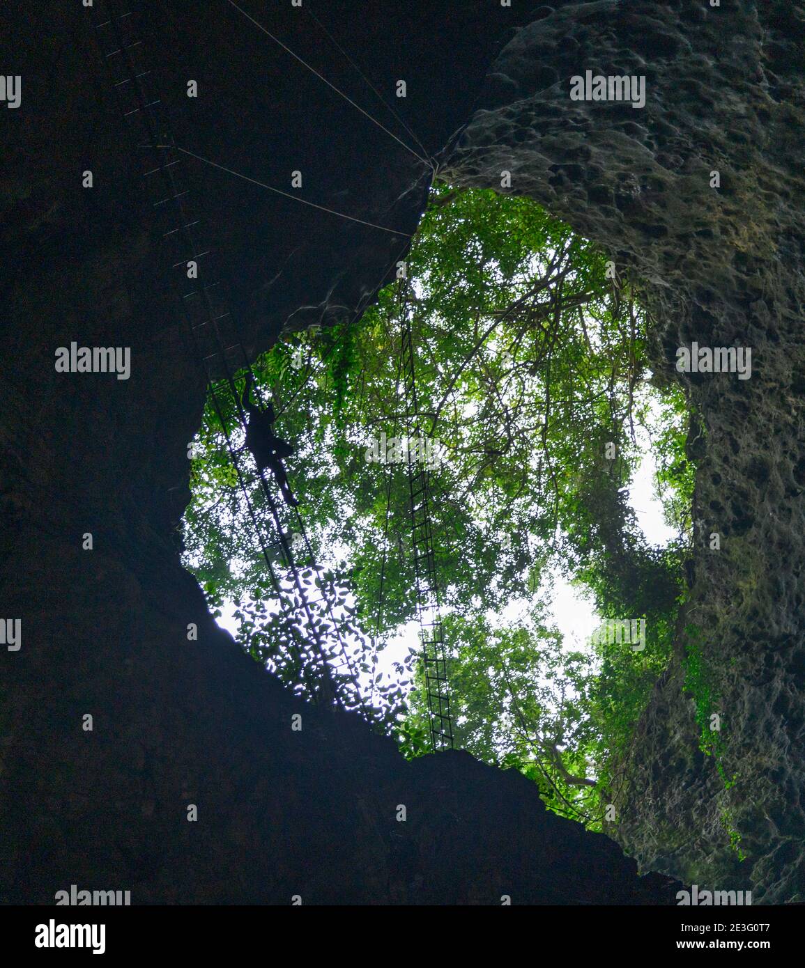 uomo che sale su una scala alta per raccogliere nidi di uccelli Per zuppa di nido d'uccello cinese Foto Stock