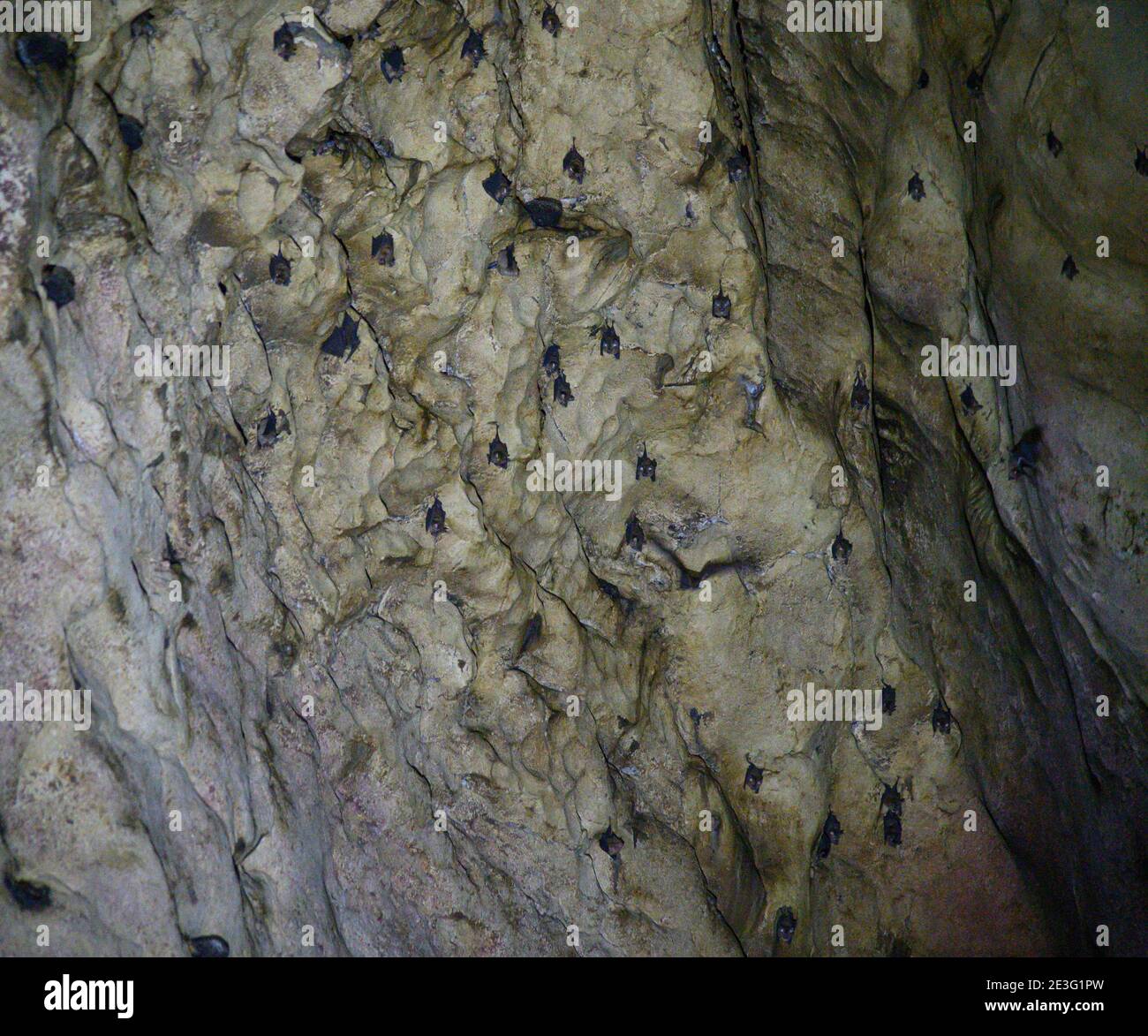 Pipistrelli appesi alla parete della grotta all'interno della Gomanton Cave Foto Stock