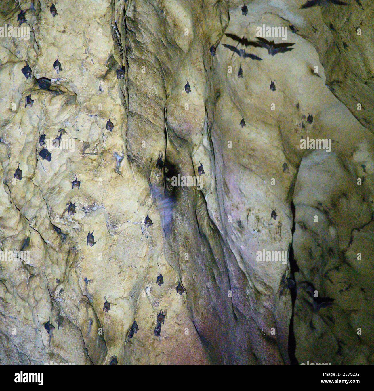 Pipistrelli appesi alla parete della grotta all'interno della Gomanton Cave Foto Stock