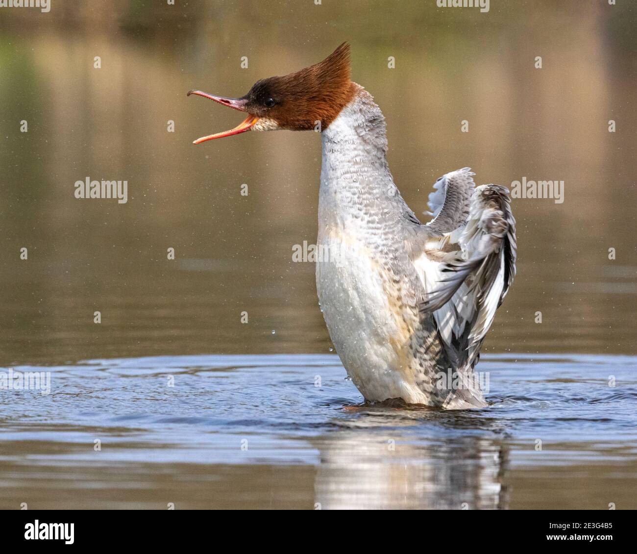 Smergo maggiore (Mergus merganser) Foto Stock