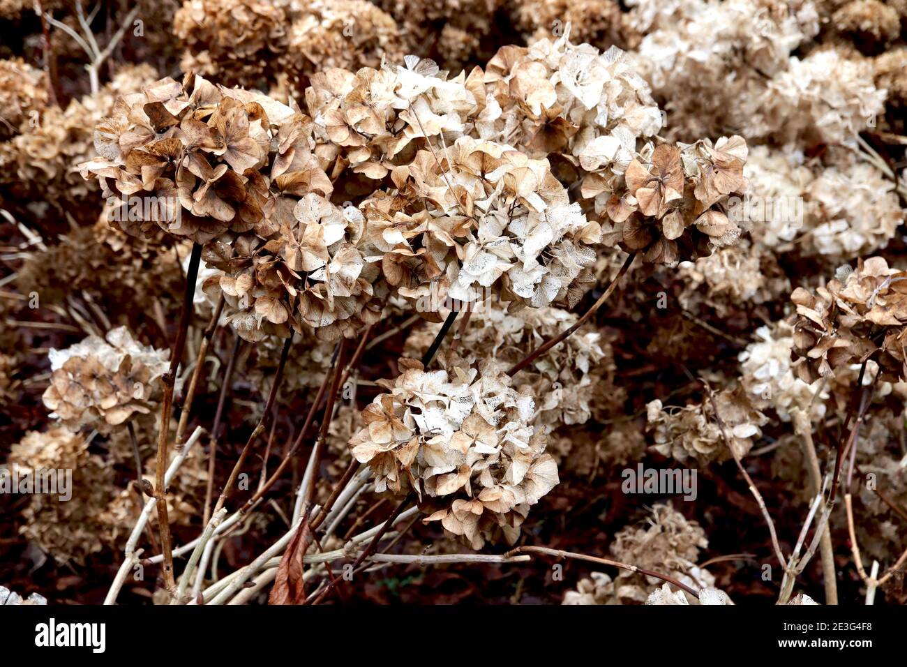 Hydrangea macrophylla teste di fiori essiccate hortensia teste di fiori rotonde, gennaio, Inghilterra, UK Foto Stock