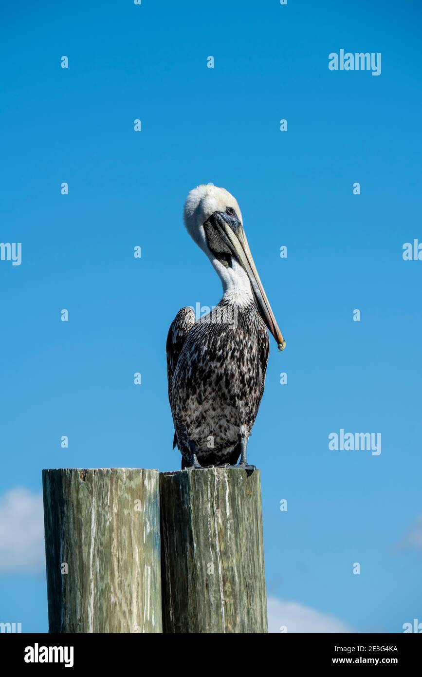 Napoli, Florida. Pelican marrone, Pelicanus occidentalis non allevante adulto in piedi sul palo di banchina. Foto Stock