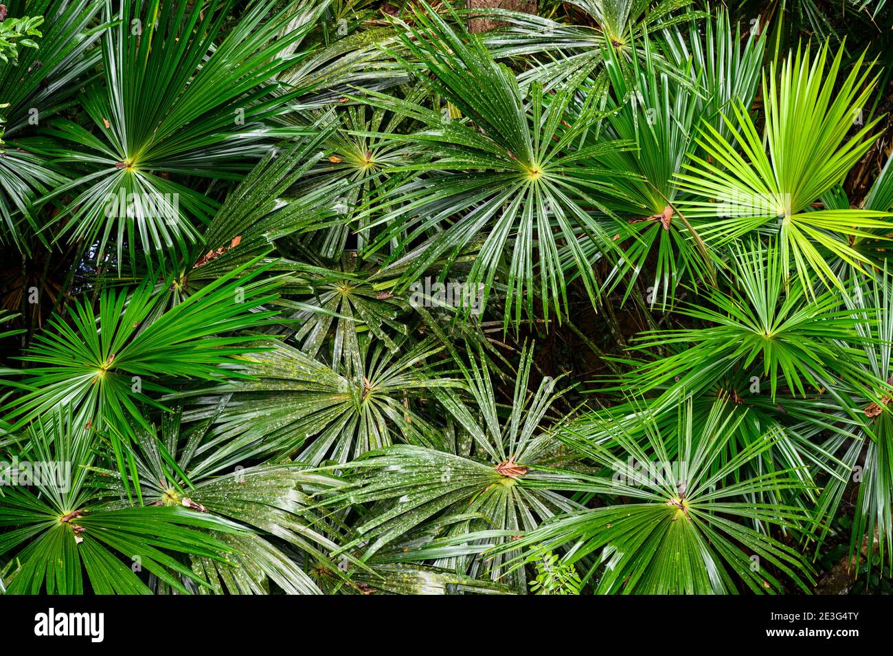 Il mulino a vento cinese palm Foto Stock