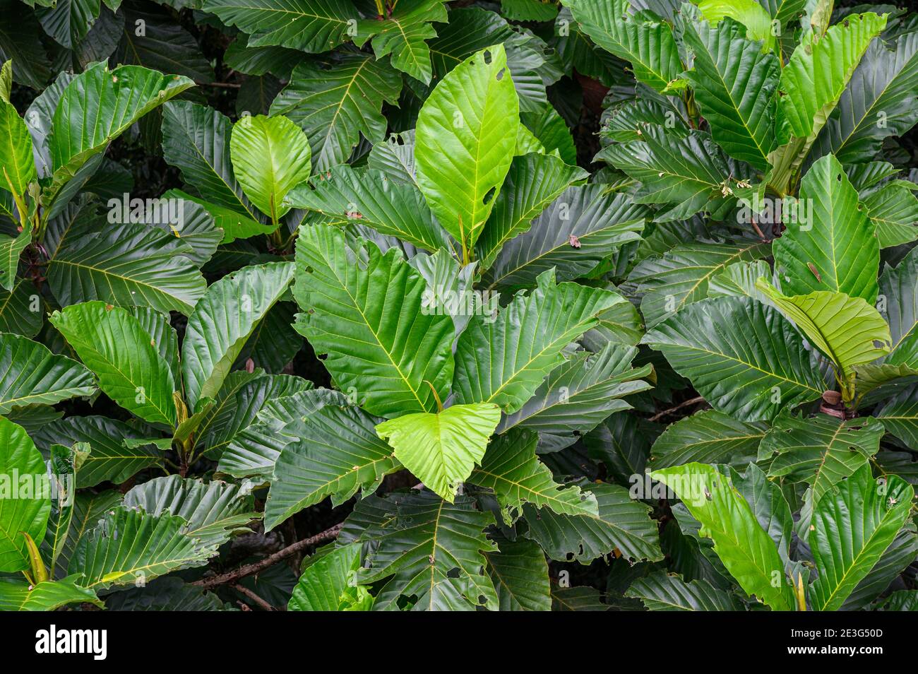 folto fogliame verde nella foresta pluviale Foto Stock