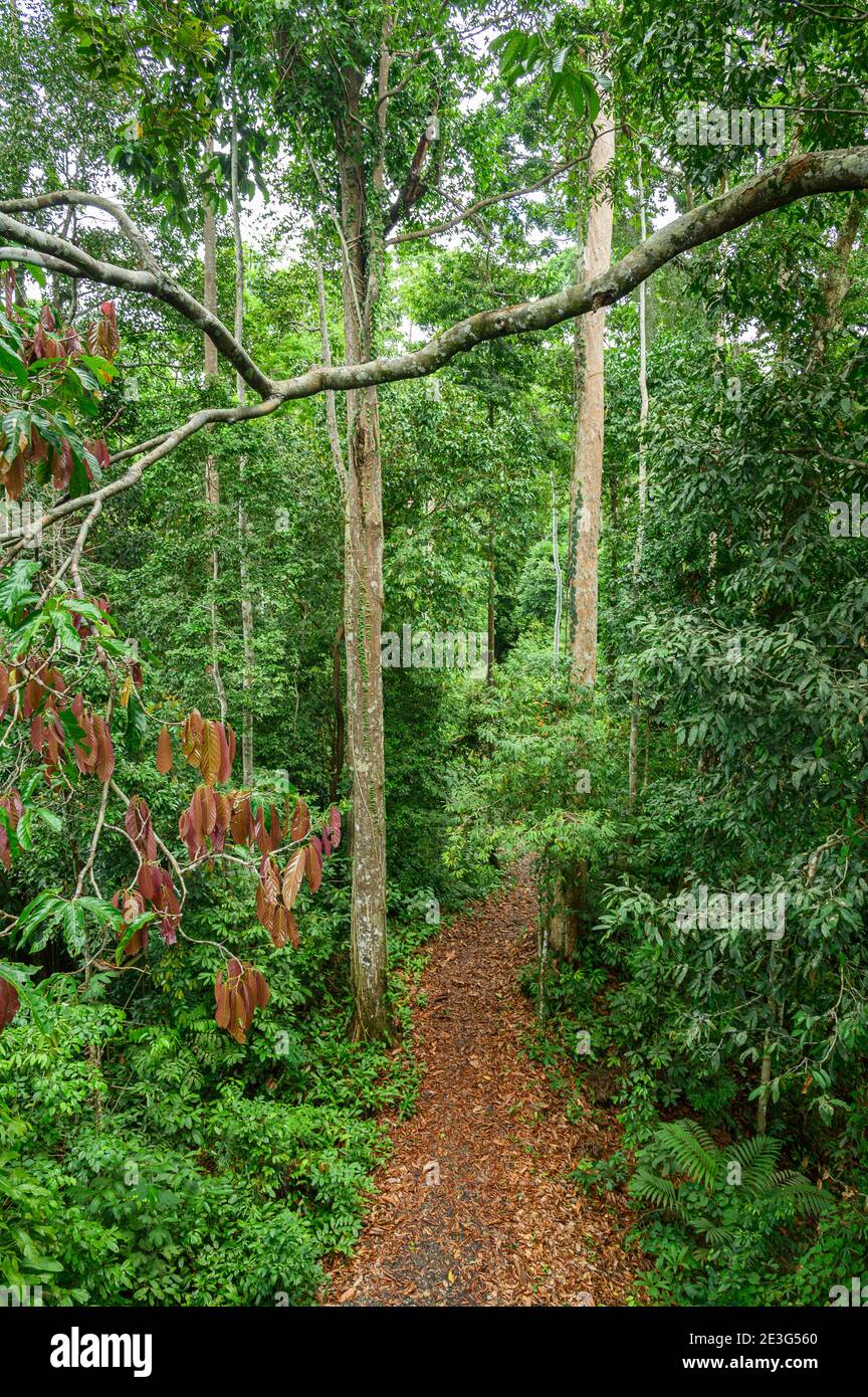 percorso a piedi in una foresta pluviale Foto Stock