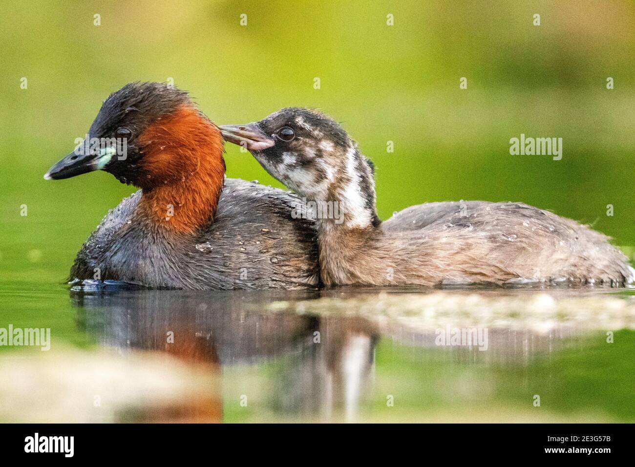 Tuffetto (Tachybaptus ruficollis) Foto Stock