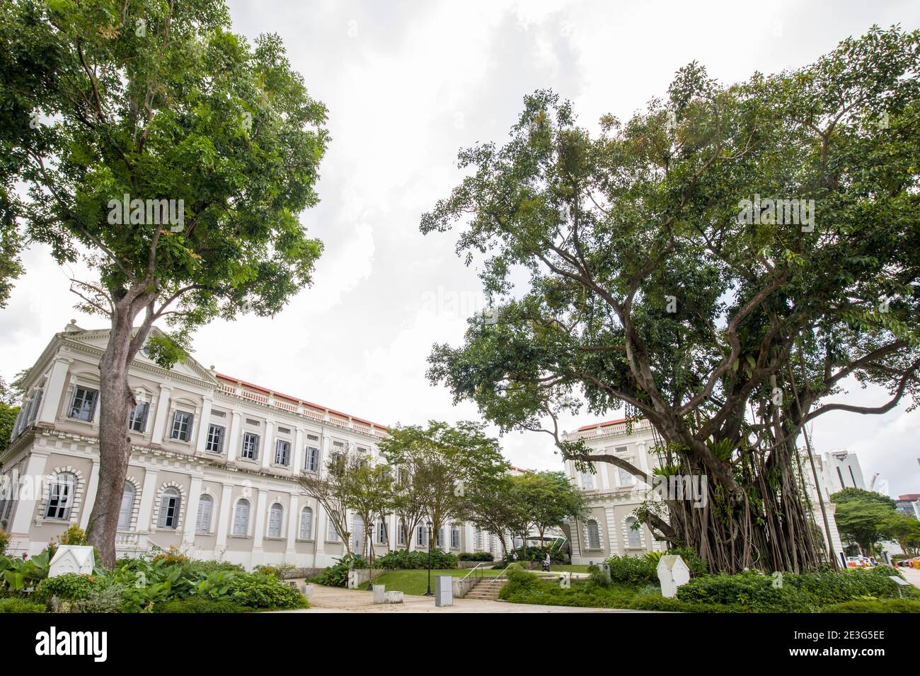 L'albero del patrimonio, la gomma indiana (Ficus elastica) di fronte al Museo Nazionale di Singapore. È un albero sempreverde medio-grande. Foto Stock