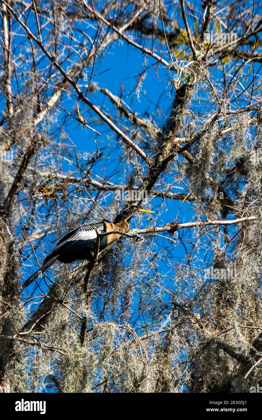 Ochopee, Florida. Una femmina adulta Anhinga riposa in un albero nelle everglades. Foto Stock