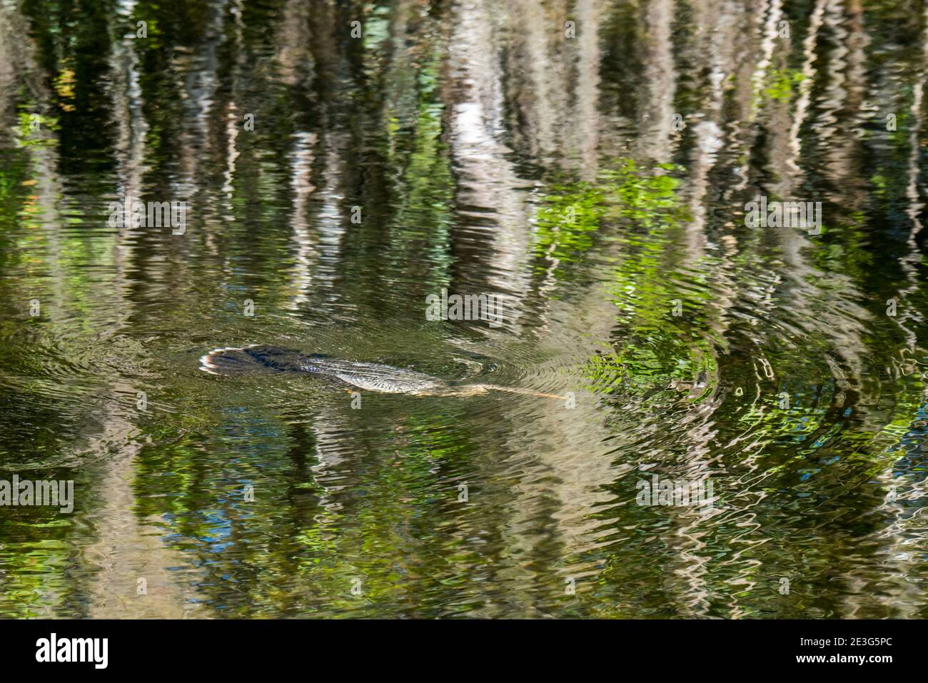 Ochopee, Florida. Anhinga nuotare sott'acqua alla ricerca di un pesce da spiare con il suo conto in una palude nelle everglades. Foto Stock