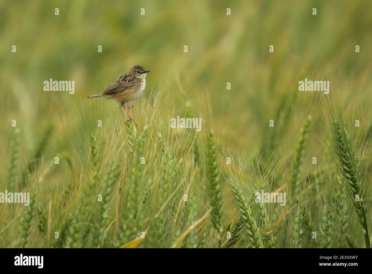 Zitting Cisticola (Cisticola juncidis) adulto seduto su spighe di grano in campo di cereali, Andalusia, Spagna Foto Stock