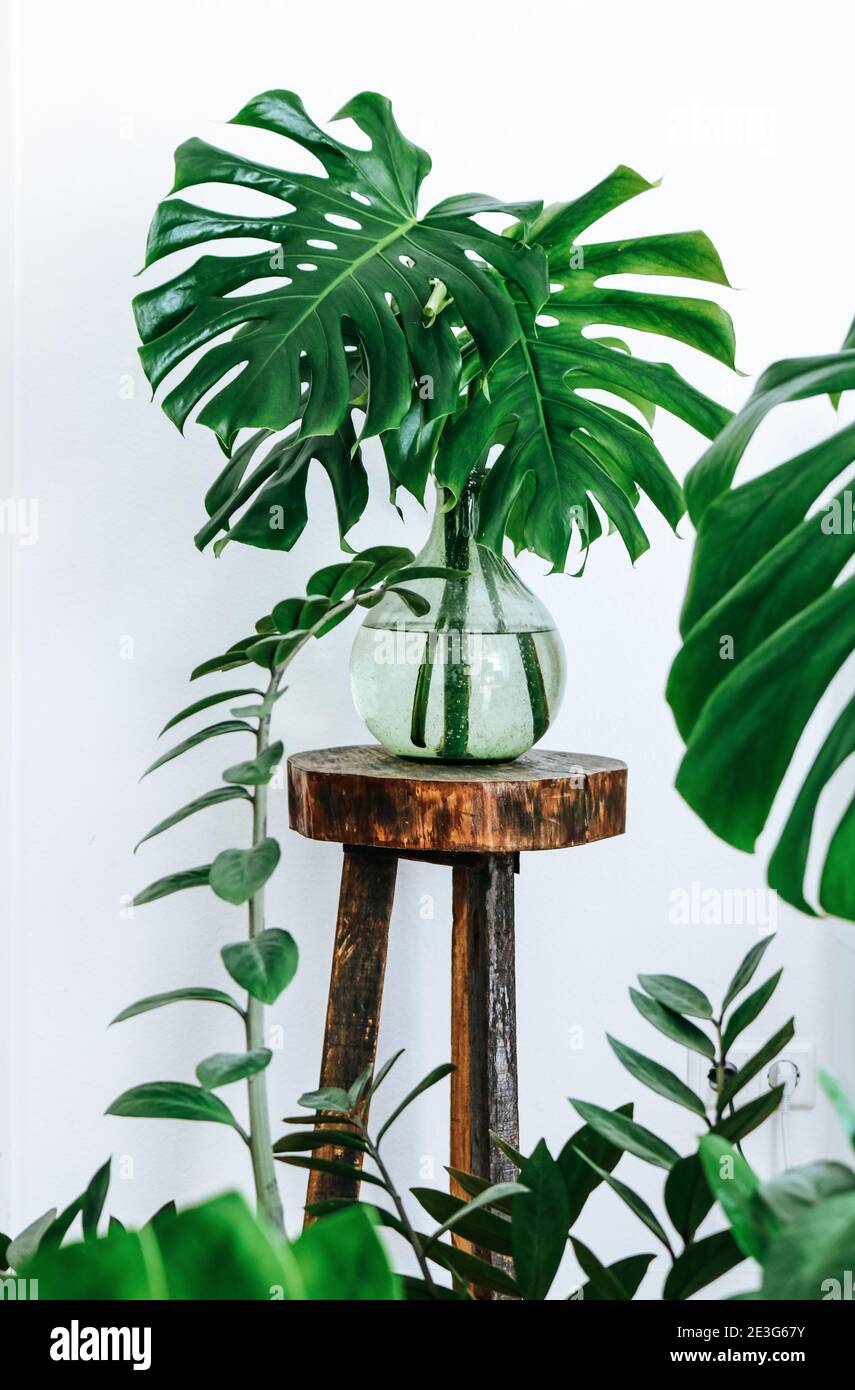 Foglie di Monstera deliziosa in un vaso di vetro verde chiaro a forma di bottiglia in piedi su un supporto di piante vintage di legno scuro Foto Stock