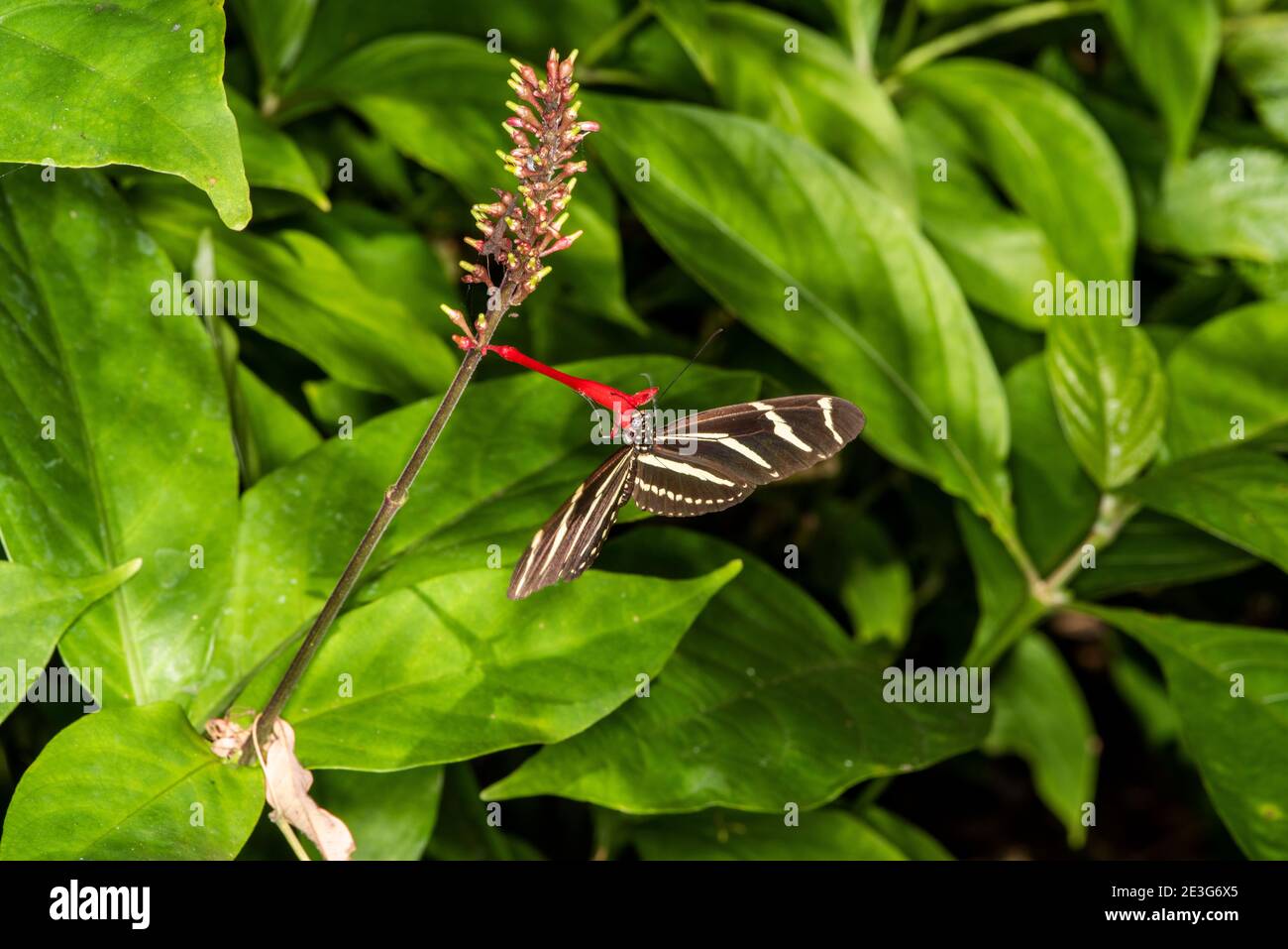 Napoli, Florida. Giardino Botanico di Napoli. Zebra Heliconian, farfalla, Heliconius chariithonia sorseggiando nettare da una pianta Firebush. Foto Stock
