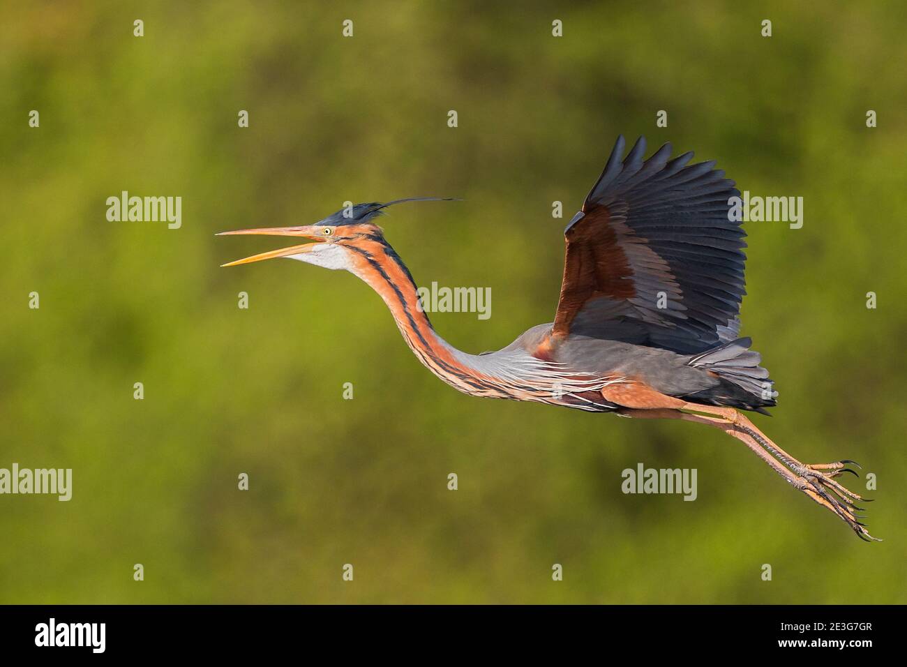 Purpurpurea (Ardea purpurea) adulto che vola in canne, Baden-Wuerttemberg, Germania Foto Stock