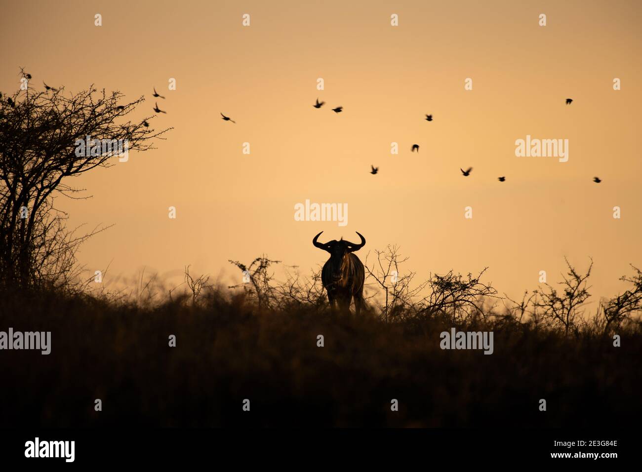 Wildebeest al tramonto. Foto Stock