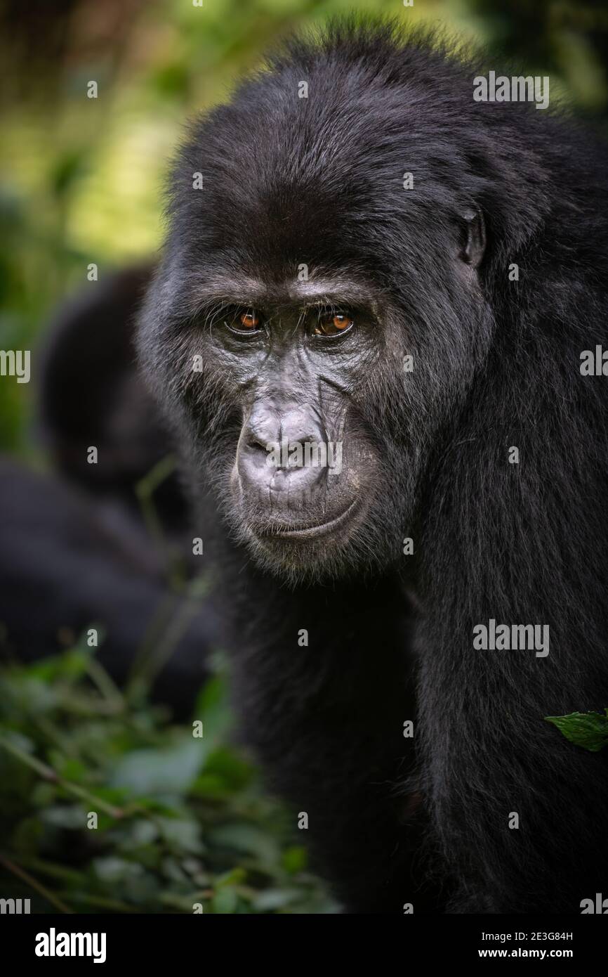 Gorillas selvatici in Uganda, in pericolo critico di estinzione. Foto Stock