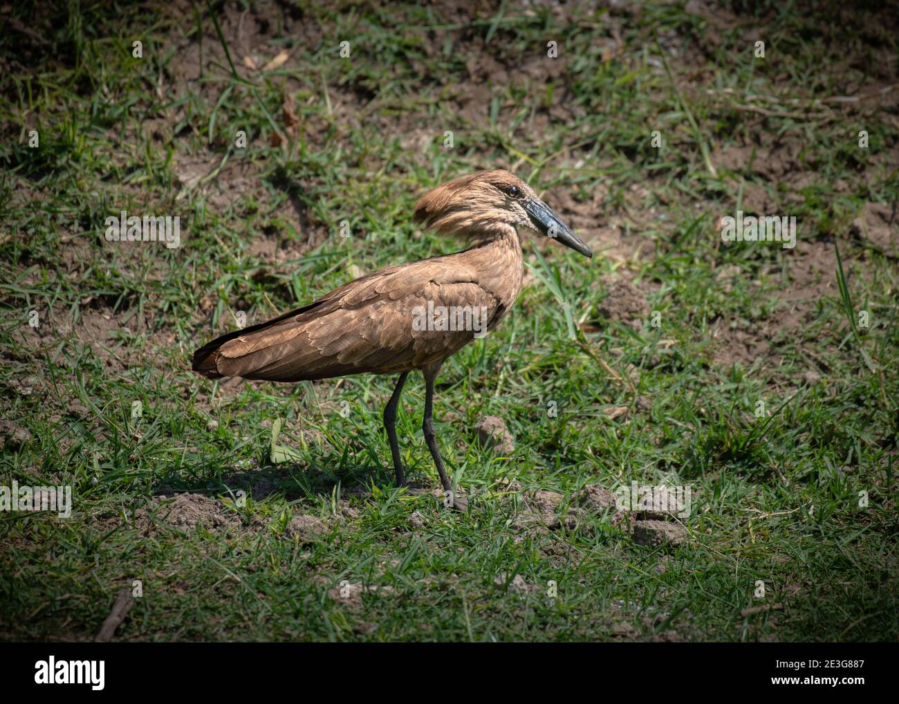 Un uccello alato di Hamerkop in Africa. Foto Stock