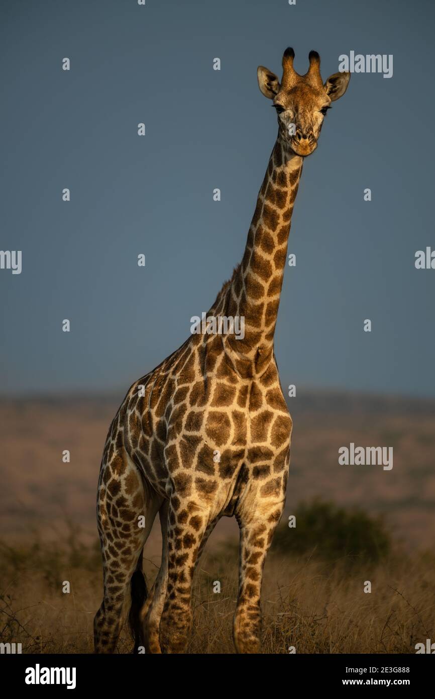 Giraffa selvaggia in Africa Foto Stock