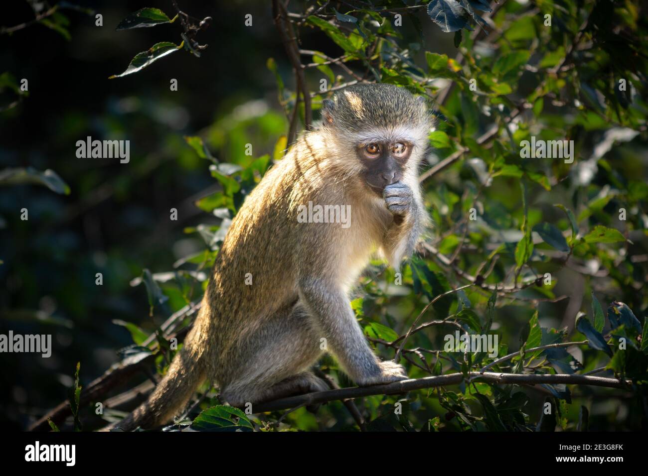 Scimmia selvatica Vervet in Africa. Foto Stock