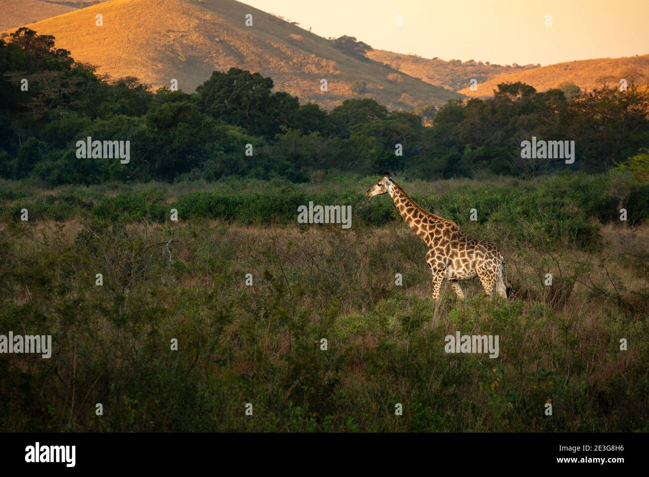 La giraffa in Sud Africa Foto Stock