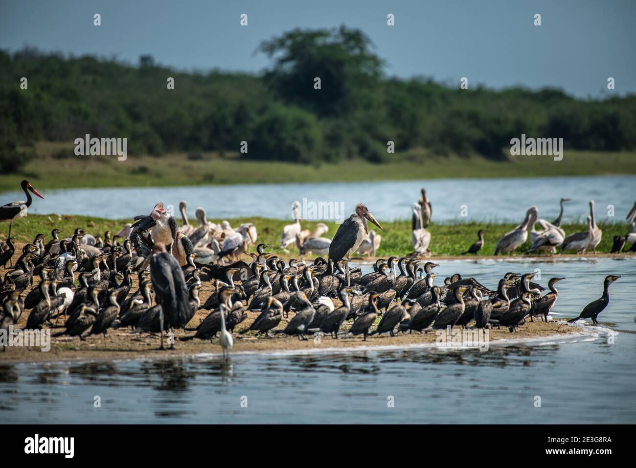 Gran gruppo di uccelli marini sul canale di Kazinga in Africa. Foto Stock