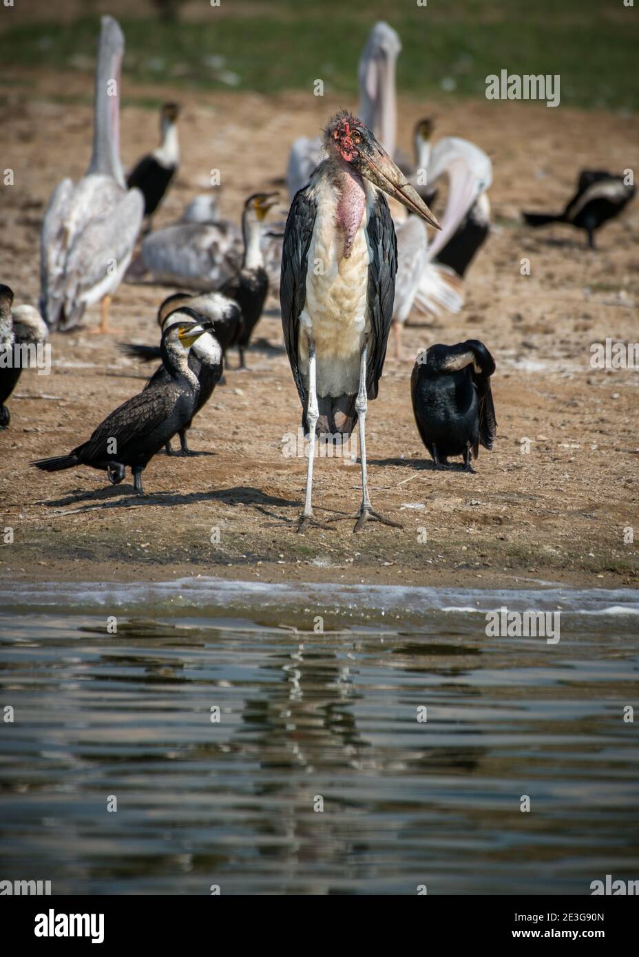 Gran gruppo di uccelli marini sul canale di Kazinga in Africa. Foto Stock