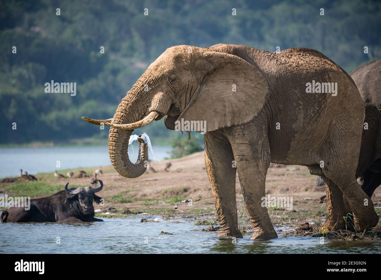 Wild Elefante africano Foto Stock