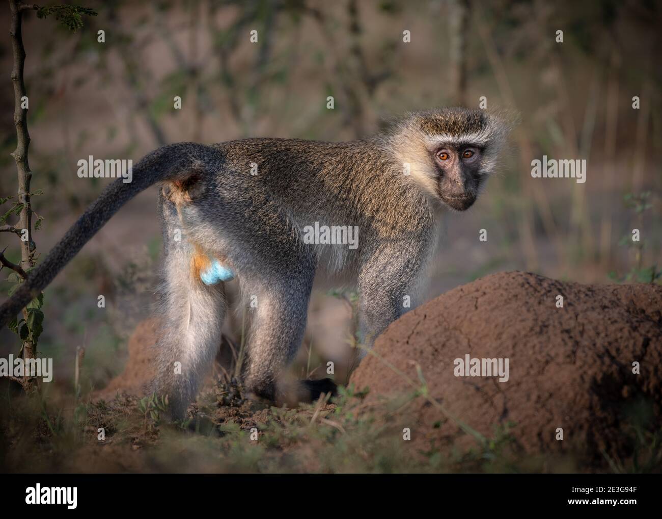 Scimmia selvatica Vervet in Africa. Foto Stock