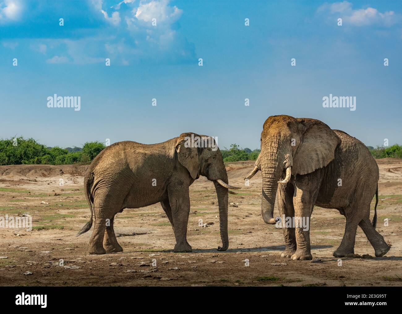 Wild Elefante africano Foto Stock