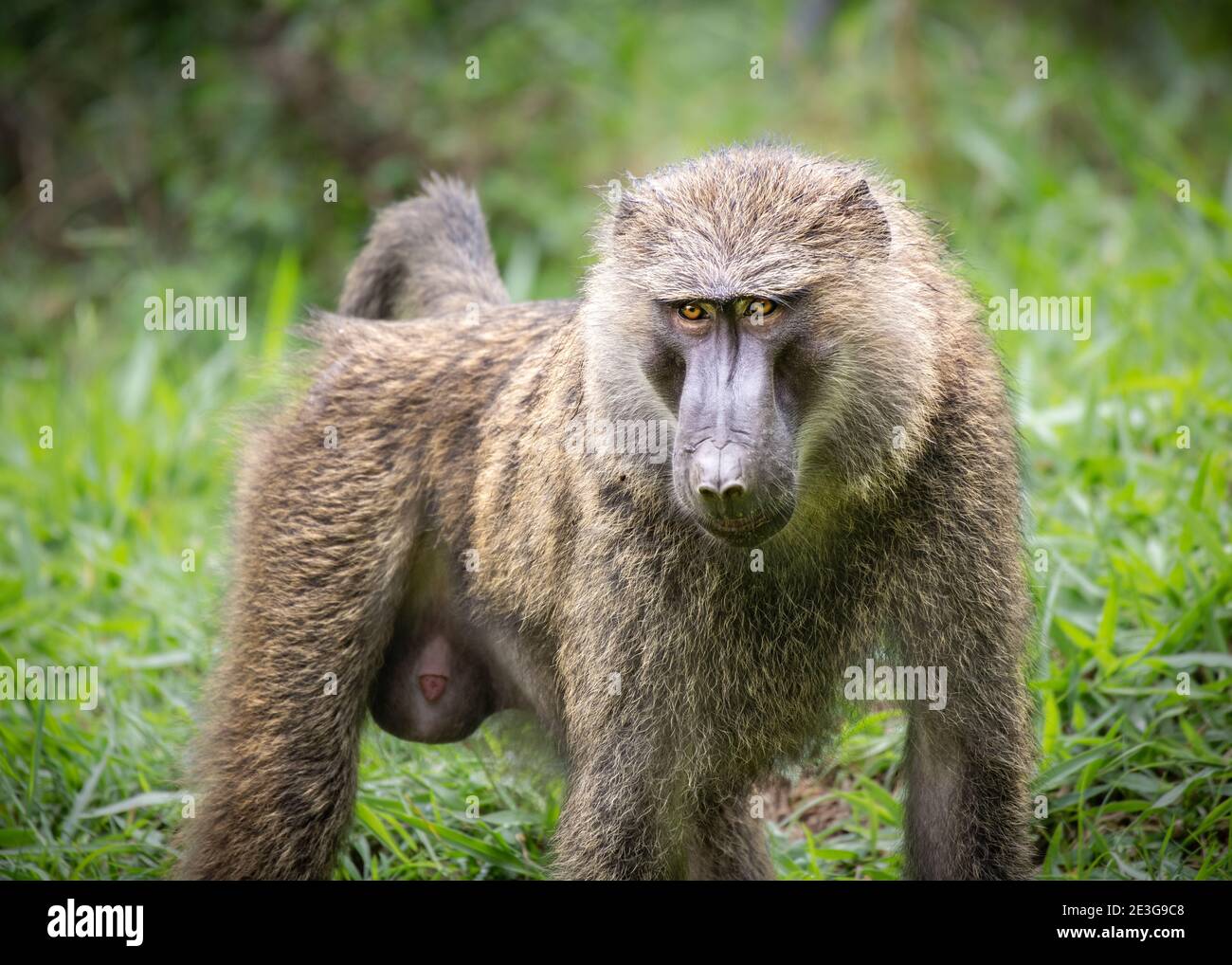 Adulto selvatico maschio Olive Baboon in Africa. Foto Stock