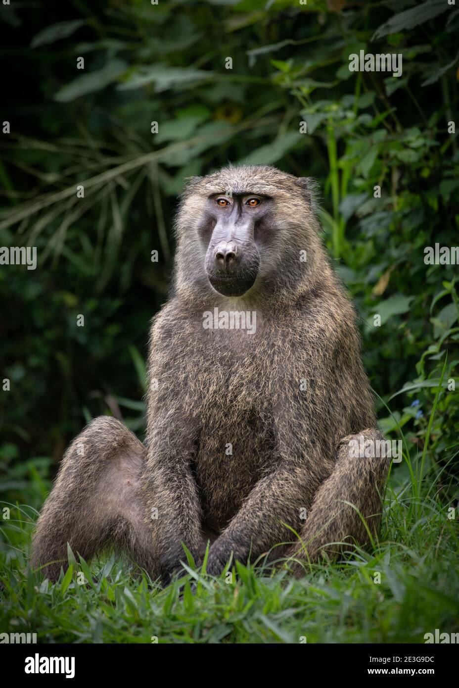 Adulto selvatico maschio Olive Baboon in Africa. Foto Stock
