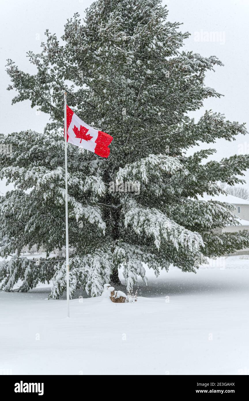 Canada Bandiera e pino nella neve Foto Stock