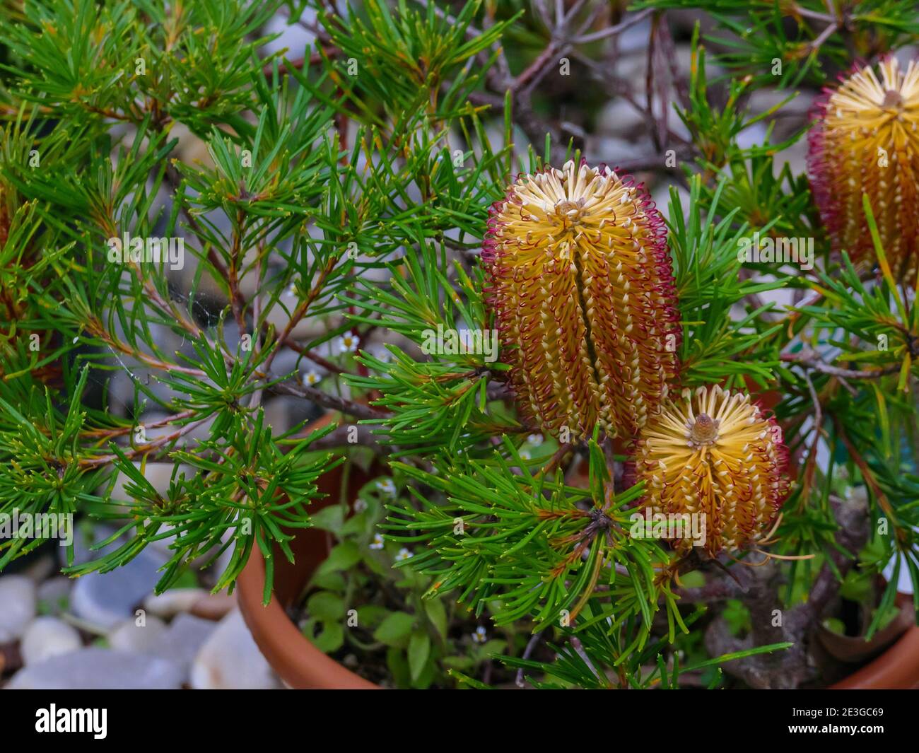 arbusto legnoso capello banksia vasato all'aperto Foto Stock