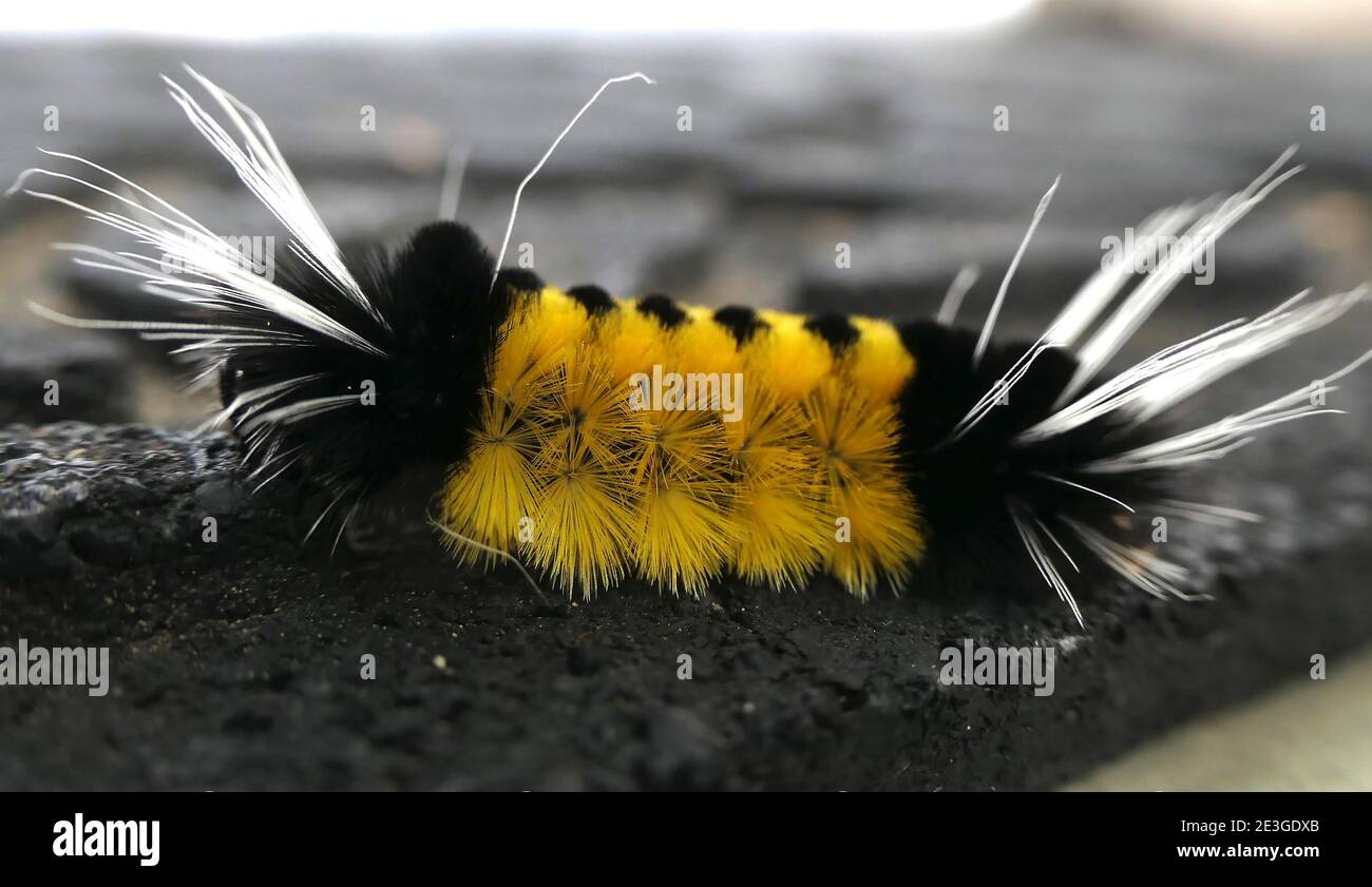 Spettacolare giallo nero puntato Tussock Moth caterpillar. Primo piano su macromotigre Foto Stock