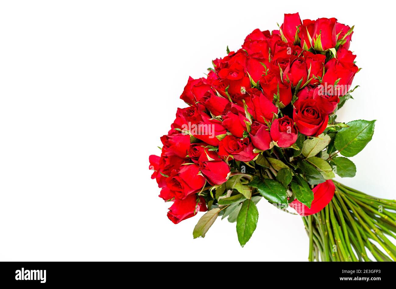 Bouquet di rose rosse su sfondo bianco per San Valentino. Foto Stock