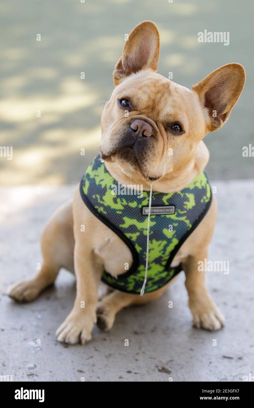 Giovane Frenchie maschio seduta testa inclinata e slobbering Foto Stock