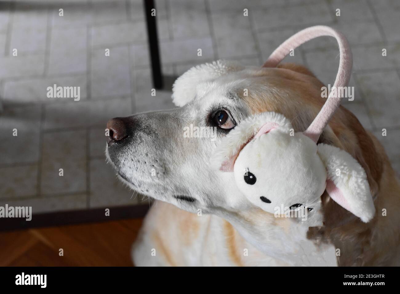 Bel cane di Pasqua felice. Cucciolo con orecchie di coniglio / Labrador Retriever cane che indossa orecchie coniglietto pasquale Foto Stock