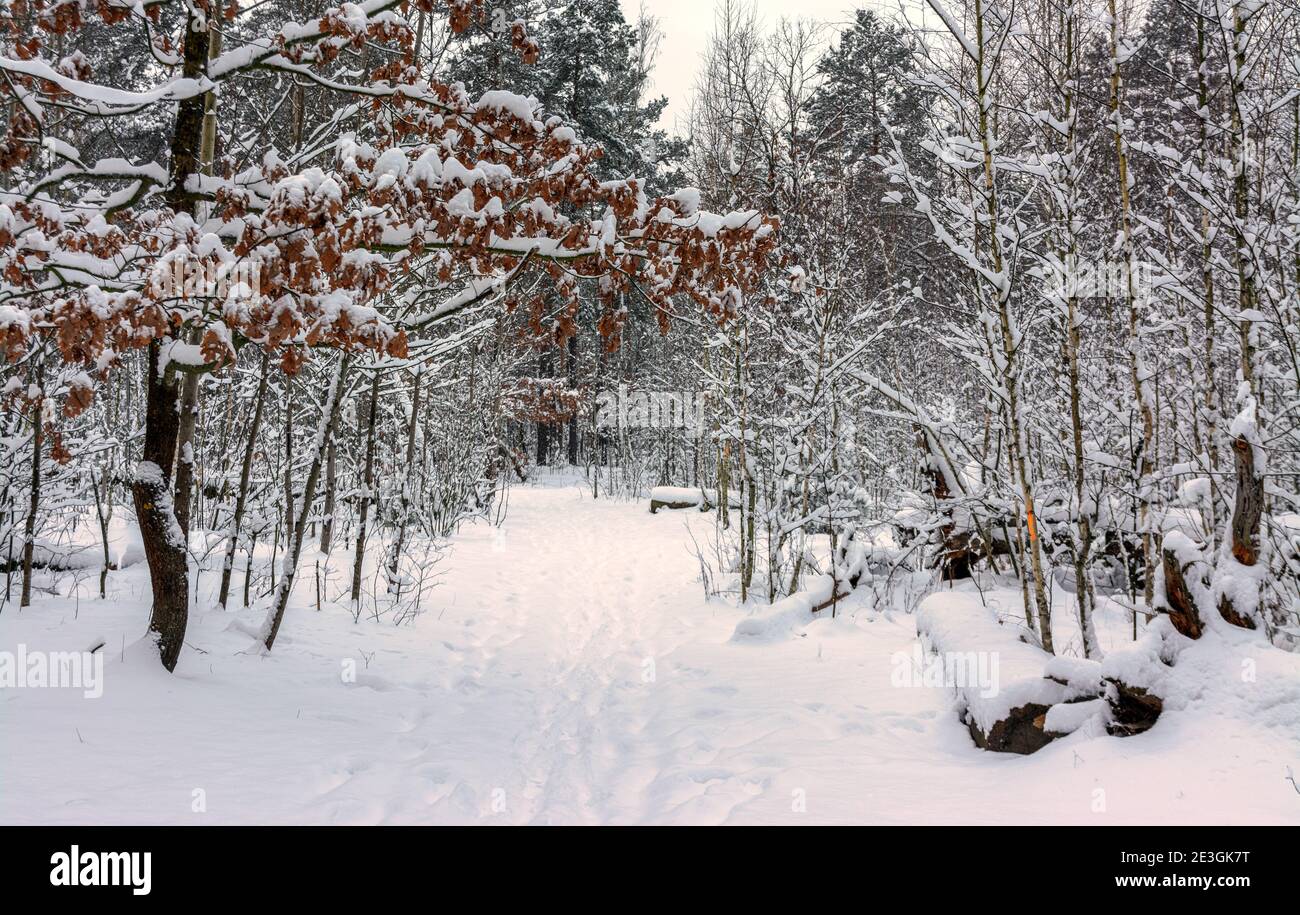 Foresta invernale. Alberi innevati. Bella natura. Foto Stock