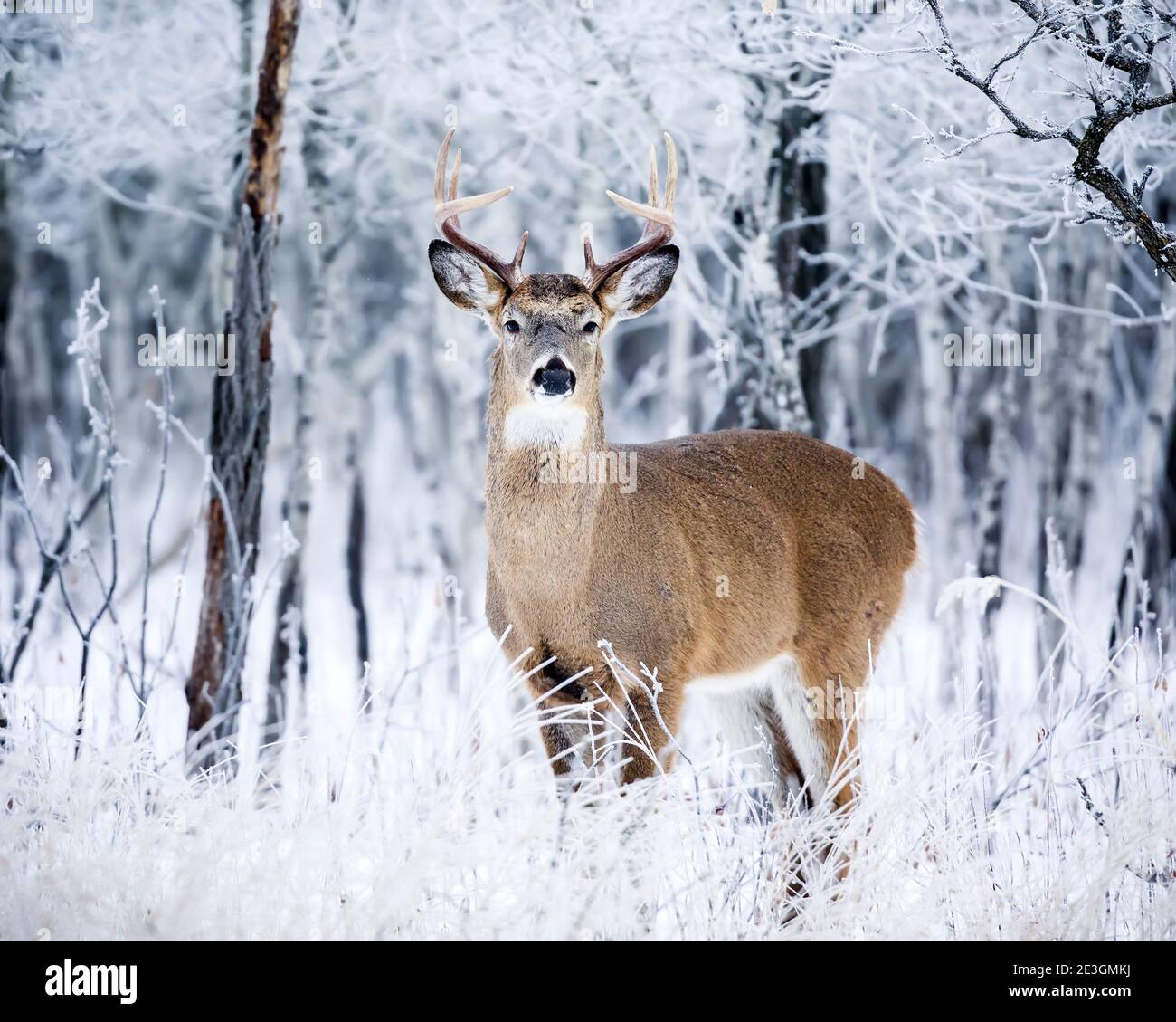 Il Deer Buck dalla coda bianca in una giornata invernale gelida, Manitoba, Canada. Foto Stock
