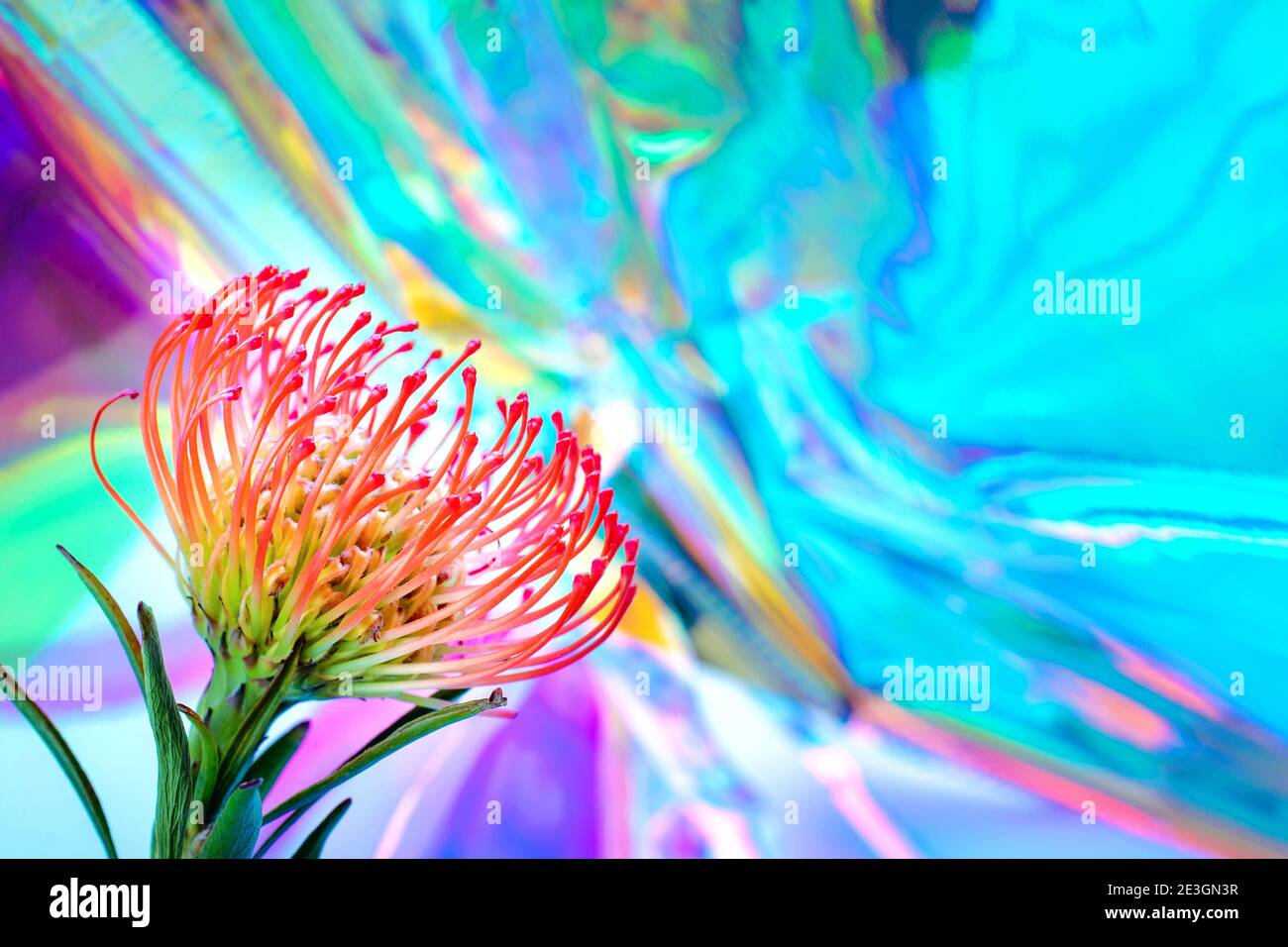 fiore rosso leucospermum su sfondo olografico multicolore Foto Stock