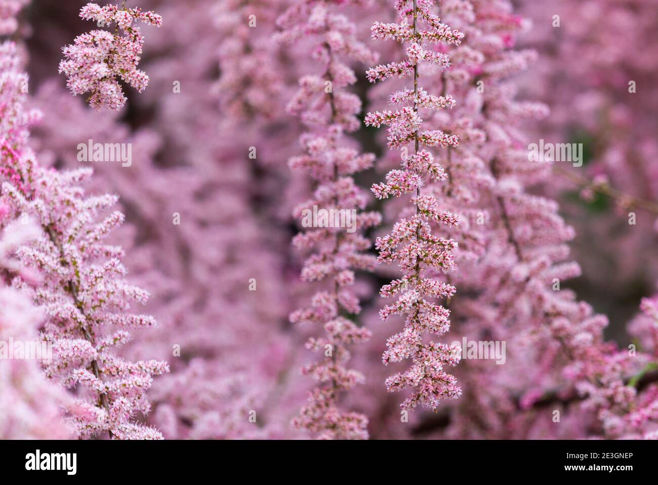 Bella fioritura Smallflower Tamarisk albero o Tamarix parviflora con fiori rosa. Foto Stock