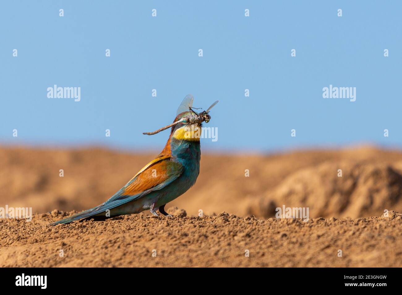 Ape-mangiatore d'oro con preda. Caccia di libellula e altri insetti. Uccello luminoso multicolore su un terreno. MEROPS apiaster. Foto Stock