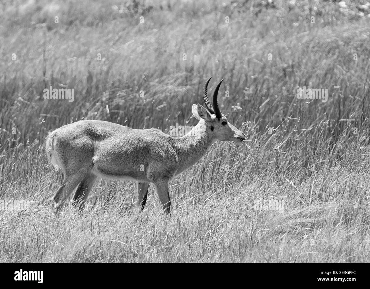 Un Reedbuck comune maschio nelle zone umide dell'Africa meridionale Foto Stock
