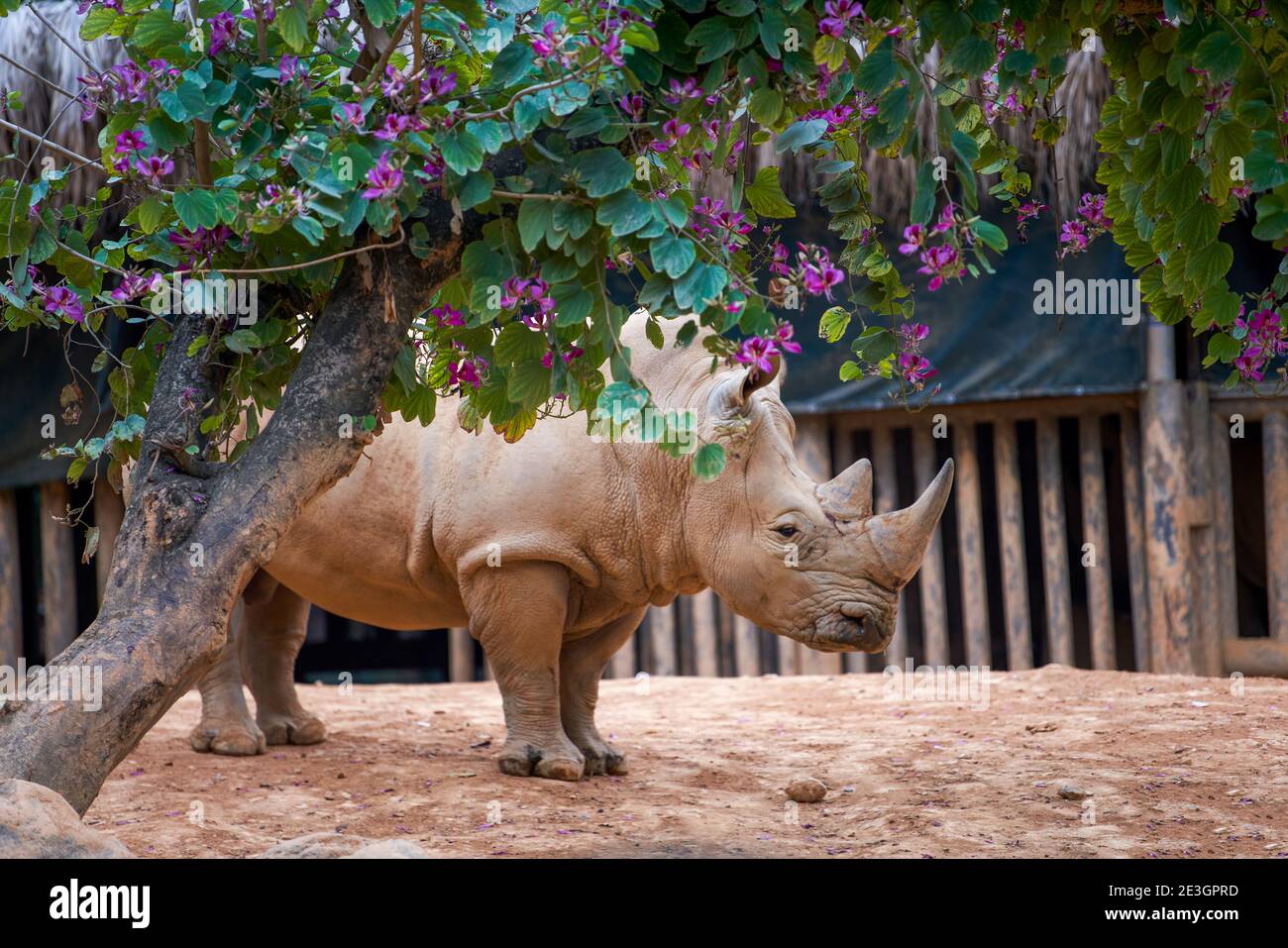 Un primo piano di un grande rinoceronte in natura Foto Stock