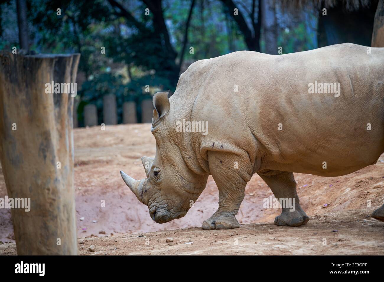 Un primo piano di un grande rinoceronte in natura Foto Stock