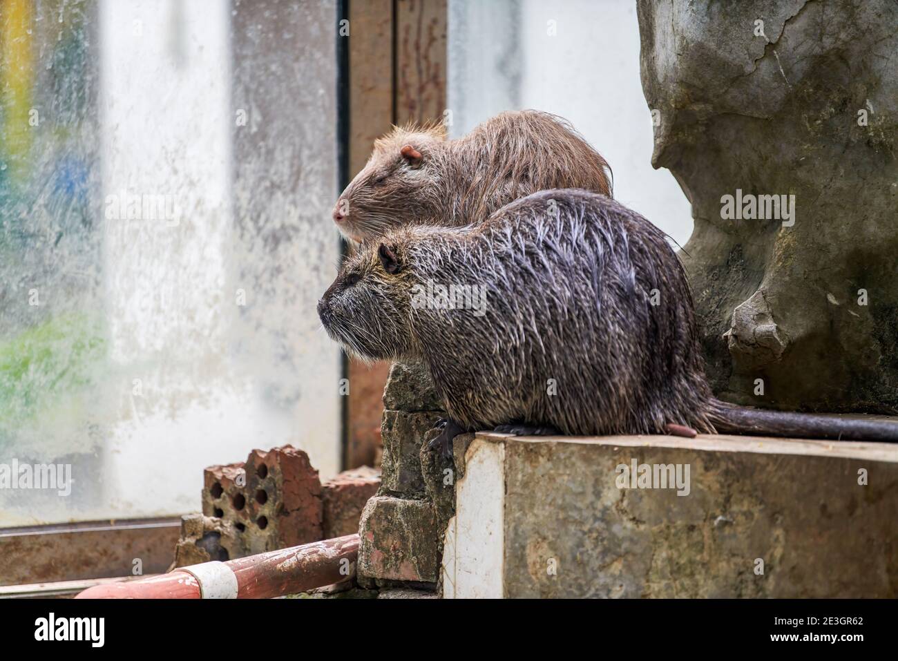 Nutria primo piano sulla riva in acqua Foto Stock