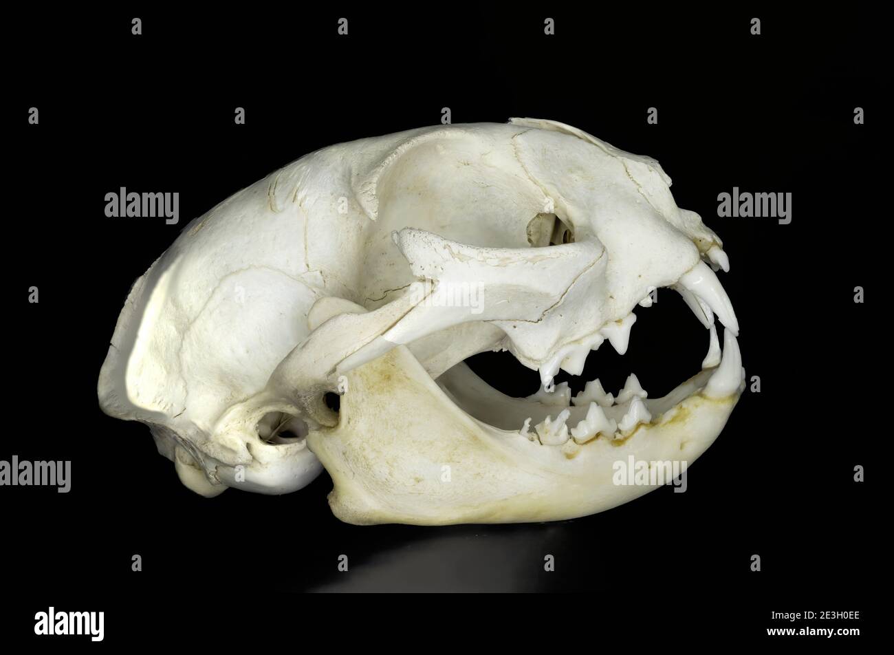 Cranio di un gatto domestico, felis silvestris catus, isolato su sfondo nero per la biologia Foto Stock