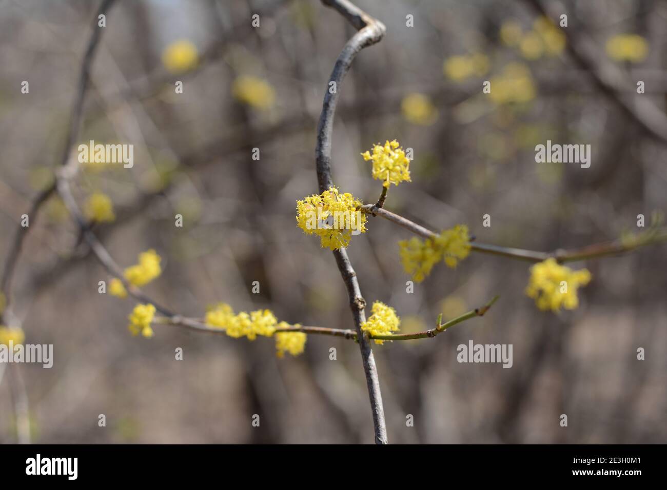 Cornus mas rami di albero durante la primavera precoce, ciliegia cornelia fiorire con fiori gialli piccoli Foto Stock