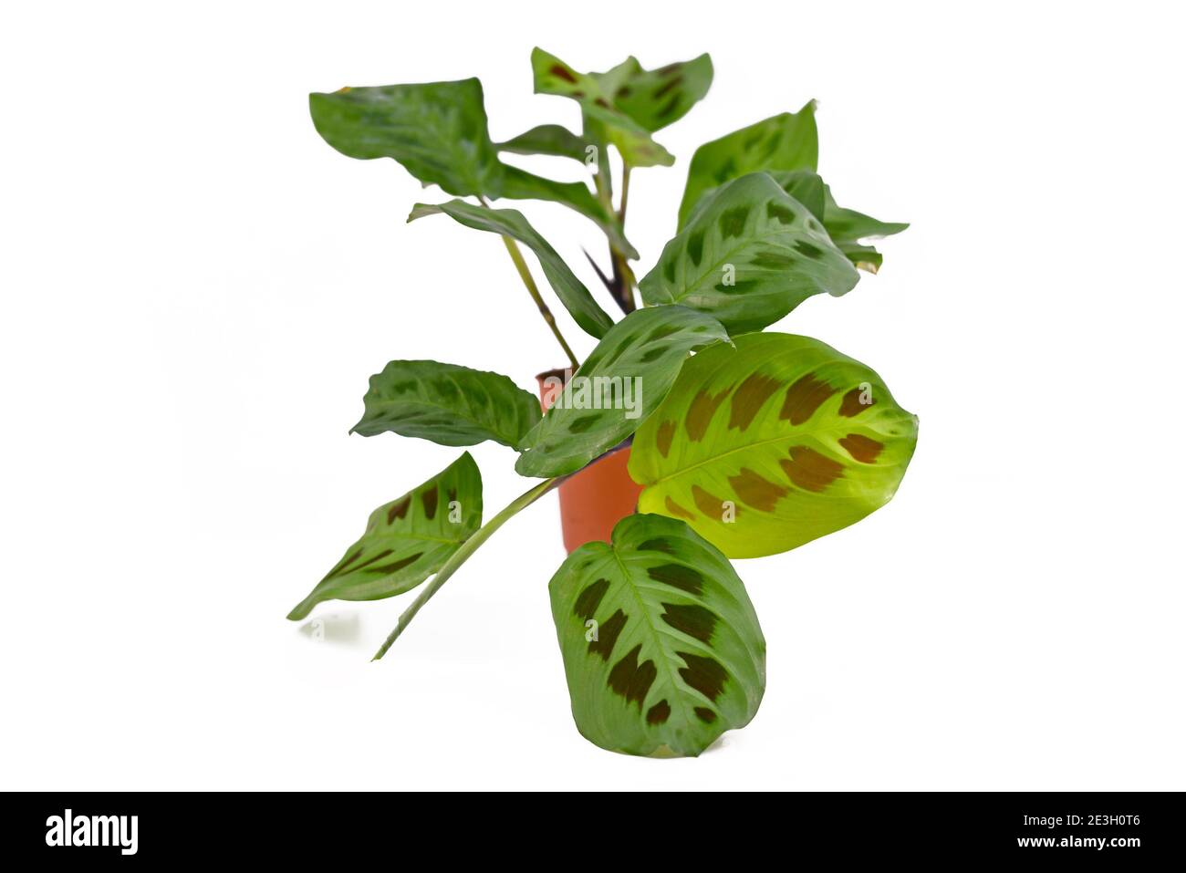 Pianta domestica tropicale 'Maranta Leuconeura Kerchoveana' in vaso di fiori isolato su sfondo bianco Foto Stock