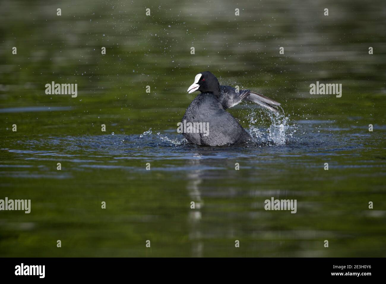 Coot; Fulica atra; bagno; Regno Unito Foto Stock